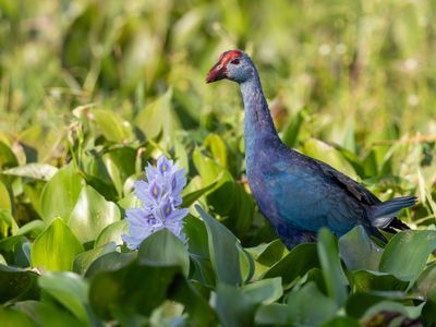 Grey-headed Swamphen - Grijskoppurperkoet - Talève à tête grise