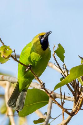 Jerdon's Leafbird - Jerdons Bladvogel - Verdin de Jerdon