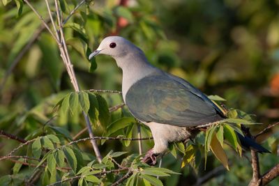 Green Imperial Pigeon - Groene Muskaatduif - Carpophage pauline