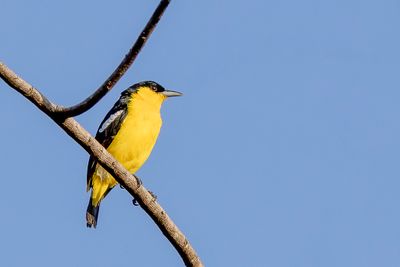Common Iora - Gewone Iora - Petit Iora (m)