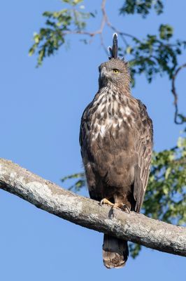 Changeable Hawk-Eagle - Indische Kuifarend - Aigle huppé