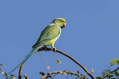 Rose-ringed Parakeet - Halsbandparkiet - Perruche à collier (m).