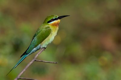 Blue-tailed Bee-eater - Blauwstaartbijeneter - Guêpier à queue d'azur