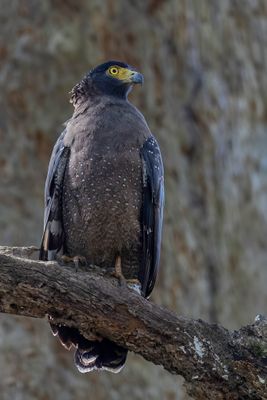 Crested Serpent Eagle - Indische Slangenarend - Serpentaire bacha