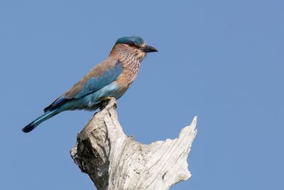 Indian Roller - Indische Scharrelaar - Rollier indien