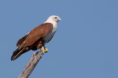 Brahminy Kite - Brahmaanse Wouw - Milan sacré