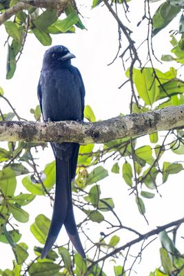Ashy Drongo - Grijze Drongo - Drongo cendré