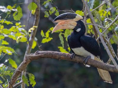 Malabar Pied Hornbill - Malabarneushoornvogel - Calao de Malabar (m)