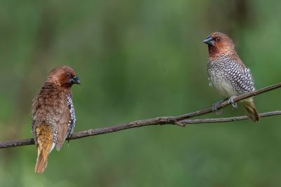 Scaly-breasted Munia - Muskaatvink - Capucin damier