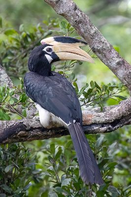 Malabar Pied Hornbill - Malabarneushoornvogel - Calao de Malabar (f)