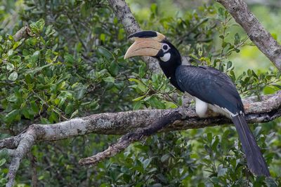 Malabar Pied Hornbill - Malabarneushoornvogel - Calao de Malabar (f)