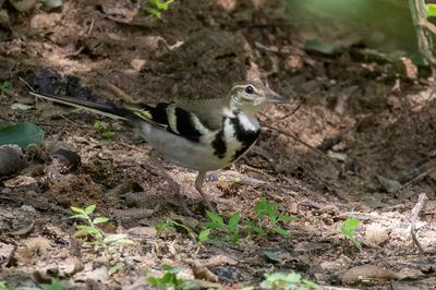 Forest Wagtail - Boomkwikstaart - Bergeronnette de forêt