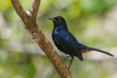 Indian Robin - Indisch Paapje - Pseudotraquet indien (m)