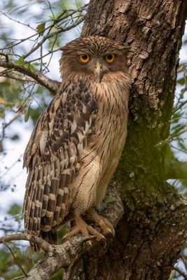 Brown Fish Owl - Bruine Visuil - Kétoupa brun