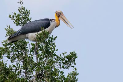 Lesser Adjutant - Javaanse Maraboe - Marabout chevelu