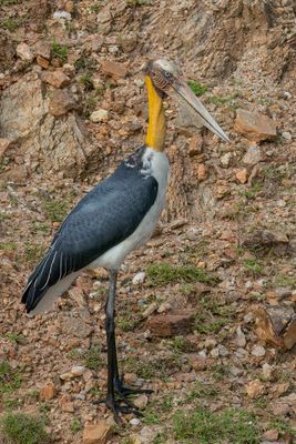 Lesser Adjutant - Javaanse Maraboe - Marabout chevelu