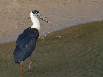 Asian Woolly-necked Stork - Aziatische Bisschopsooievaar - Cigogne épiscopale