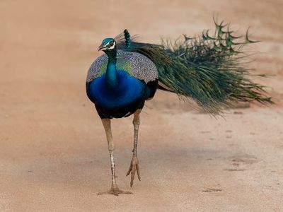 Indian Peafowl - Blauwe Pauw - Paon bleu (m)