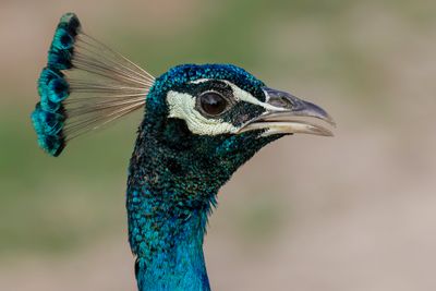 Indian Peafowl - Blauwe Pauw - Paon bleu (m)