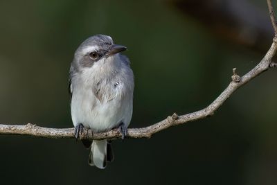 Sri Lanka Woodshrike - Ceylonrupsklauwier - Téphrodorne de Ceylan