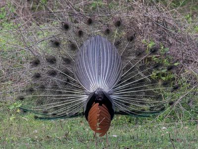 Indian Peafowl - Blauwe Pauw - Paon bleu (m)