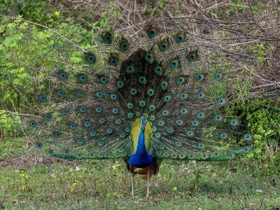 Indian Peafowl - Blauwe Pauw - Paon bleu (m)