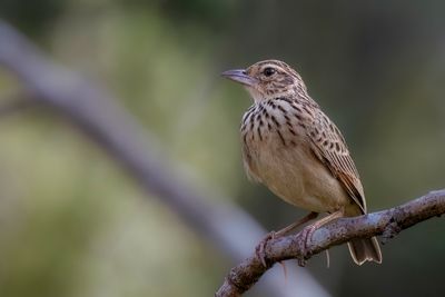 Jerdon's Bush Lark - Jerdons Leeuwerik - Alouette de Jerdon