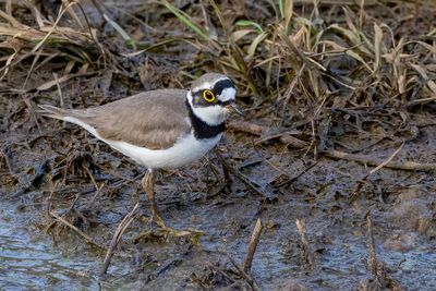 Little Ringed Plover - Kleine Plevier - Petit Gravelot