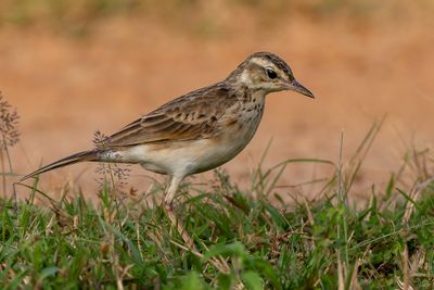 Paddyfield Pipit - Oriëntaalse Pieper - Pipit rousset