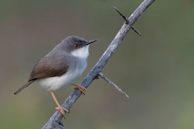 Grey-breasted Prinia - Grijsborstprinia - Prinia de Hodgson