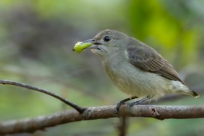 Pale-billed Flowerpecker - Geelsnavelhoningvogel - Dicée à bec rouge