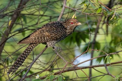 Asian Koel - Indische Koël - Coucou koël (f or imm m)