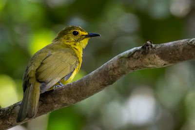 Yellow-browed Bulbul - Goudbrauwbuulbuul - Bulbul à sourcils d'or