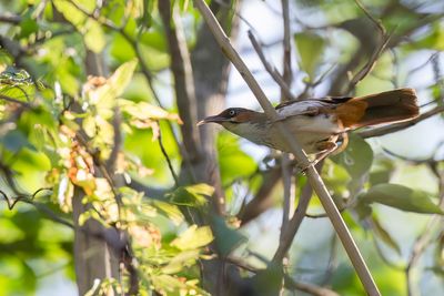 Spot-breasted Scimitar Babbler - Vlekborstkruiplijster - Pomatorhin de McClelland