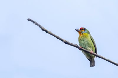 Crimson-fronted Barbet - Roodkeelbaardvogel - Barbu à couronne rouge
