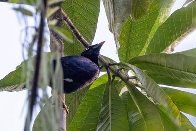 Sri Lanka Hill Myna - Ceylonbeo - Mainate de Ceylan