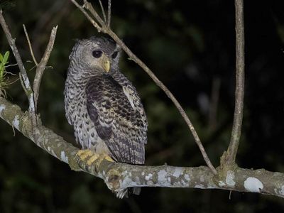 Spot-bellied Eagle-Owl - Bosoehoe - Grand-duc du Népal