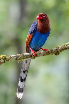 Sri Lanka Blue Magpie - Blauwe Kitta - Pirolle de Ceylan