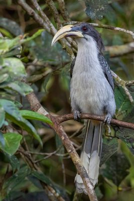 Sri Lanka Grey Hornbill - Ceylontok - Calao de Ceylan (m)