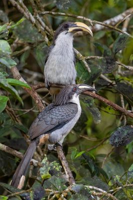 Sri Lanka Grey Hornbill - Ceylontok - Calao de Ceylan (m*f)