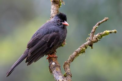 Square-tailed Bulbul - Ghatsbuulbuul - Bulbul des Ghats