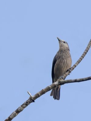 White-faced Starling - Maskerspreeuw - Étourneau de Ceylan