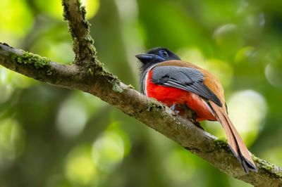 Malabar Trogon - Malabartrogon - Trogon de Malabar (m)