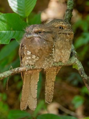Sri Lanka Frogmouth - Ceylonkikkerbek - Podarge de Ceylan (m+f)