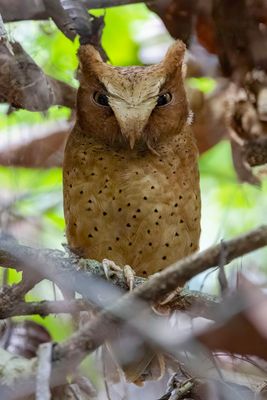Serendib Scops Owl - Serendipdwergooruil - Petit-duc de Sérendip