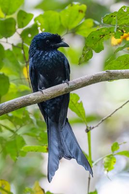 Sri Lanka Drongo - Ceylonese Kuifdrongo - Drongo du Sri Lanka