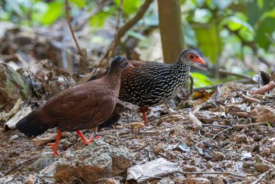 Sri Lanka Spurfowl - Ceylondwergfazant - Galloperdrix de Ceylan (m+f)