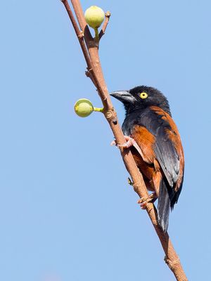 Chestnut-and-black Weaver - Kaneel-zwarte Wever - Tisserin noir et marron (m)