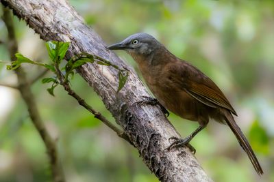 Ashy-headed Laughingthrush - Grijskoplijstergaai - Garrulaxe à tête cendrée