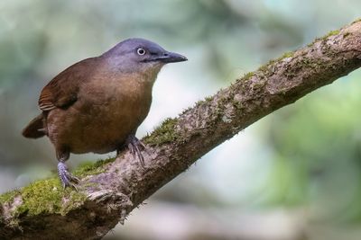 Ashy-headed Laughingthrush - Grijskoplijstergaai - Garrulaxe à tête cendrée